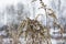 Winter. Dry spikelets grass covered with a frost. Shallow dof.