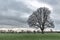 Winter dry tree in a park in Malahide