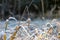 winter dry vegetation tree branches and leaves frosty covered with snow