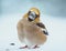 Winter Elegance: Portrait of the Snowy Hawfinch - Plumose Beauty in the Frozen Landscape