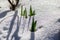 The winter ends and the springtime shows fresh green and snow covered flowers after snowfall with melting ice and melting snow