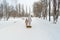 Winter entertainment and leisure in Russia. Mom walks with her daughter and snow tubing along the paths in the park