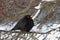 Winter european birds. Blackbird sitting on a branch.