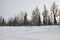 Winter evening and frosty landskape from North. Naked trees, pines and white snow