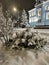 Winter Evening in Zhytomyr, Ukraine: Snow-Draped Trees and a Historic Building Near a Majestic Fir Tree