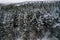 Winter evergreen forest, nature view from aerial view, snow-covered trees