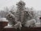 Winter. Evergreen spruce with fresh snow on the branches. A snowstorm covered the car with snow