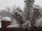 Winter. Evergreen spruce with fresh snow on the branches. A snowstorm covered the car with snow