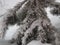 Winter. Evergreen spruce with fresh snow on the branches. A snowstorm covered the car with snow