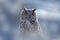 Winter face portrait of owl. Eastern Siberian Eagle Owl, Bubo bubo sibiricus, sitting on hillock with snow in the forest. Birch tr