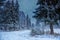 Winter fairy evening spruce forest. snow-covered spruce trees