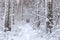 Winter fairy landscape - snow-covered road through birch grove