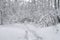 Winter fairy landscape - snow-covered road through the deciduous forest