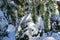 Winter fairy tale in garden. Calm picture of snow-covered garden. Close-up of evergreen plants covered with white fluffy snow