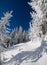 Winter fairytale scene in the mountain forest