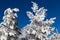 Winter fairytale, snow-covered trees