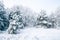 Winter fairytale with tall evergreen snow-capped trees in the forest of Curonian Spit, Lithuania