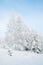 Winter fairytale with tall evergreen snow-capped trees in the forest of Curonian Spit, Lithuania