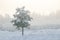 Winter fairytale with tall evergreen snow-capped trees in the forest of Curonian Spit, Lithuania