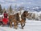 Winter fan sleigh ride with beautiful Percheron horses