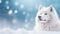 Winter fantastic postcard. Wolf in a fairy-tale snowy forest. Christmas image. Winter wonderland