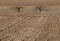 Winter farmland background. Two bare trees among the rows of a cut cornfield