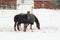 In the winter, in February, the horses walking in the snow