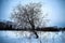 Winter field rustic lonely tree