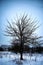 Winter field rustic lonely tree