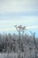 Winter field and Sosnowsky hogweed stems