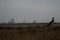 Winter fields, a wooden branch left alone nice composition.