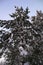 Winter fir tree on background of sky. Close-up view. Snow piles up on pine tree branches