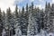 Winter fir-trees snowed landscape, Jasna, Slovakia