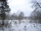 Winter first snow in a large forest glade