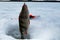 Winter fishing for large perch on a fishing rod in February