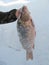 Winter fishing. Live fish. Carp in hand