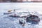 Winter fishing, perch on ice