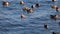 Winter flock of American Wigeon