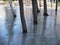 Winter flood- tree trunks in the frozen puddle