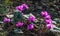 Winter flowering Bright Ð¡yclamen Coum Caucasicum Wild Hardy Cyclamen Plant. Pink flowers with patterned leaves
