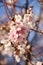 Winter-flowering cherry blossom n Kenrokuen Park at Kanasawa, Japan