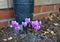 Winter flowering Cyclamen, self seed in tarmac, around a drain pipe.