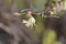 Winter flowering honeysuckle