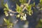 Winter flowering honeysuckle