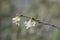 Winter flowering honeysuckle