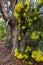 Winter flowering yellow wattle near Greenbushes