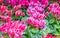 Winter flowers: Beautiful pink cyclamen flowers blooming in the