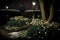 Winter flowers in London park, hellebores blooming under glow of street lamps