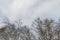 Winter flown crown of white birches against blue sky. Graphic texture.