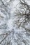 Winter flown crown of white birches against blue sky. Graphic texture.